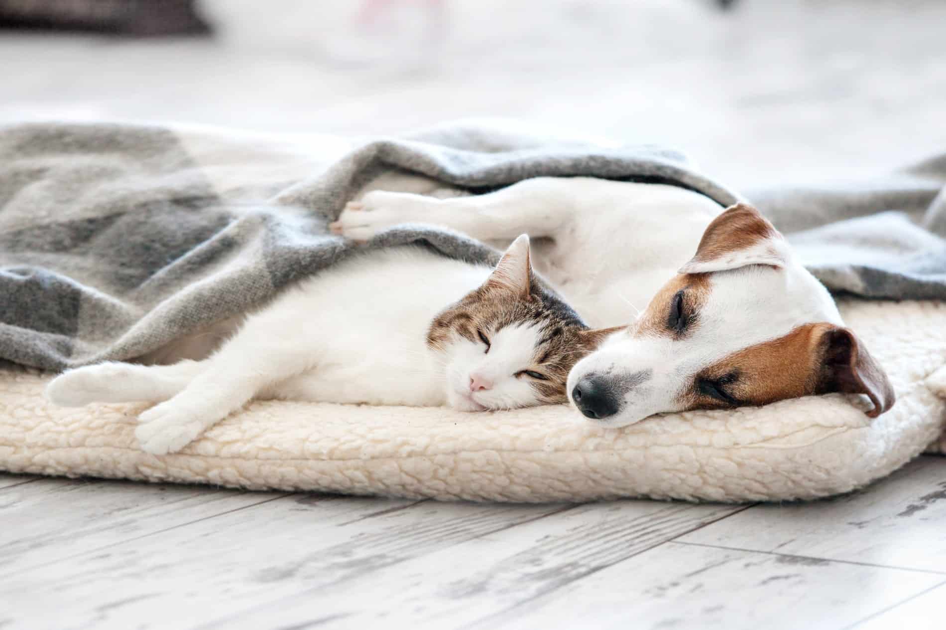preventative & wellness care pet services in Greer SC from Goldenrod Veterinary Hospital