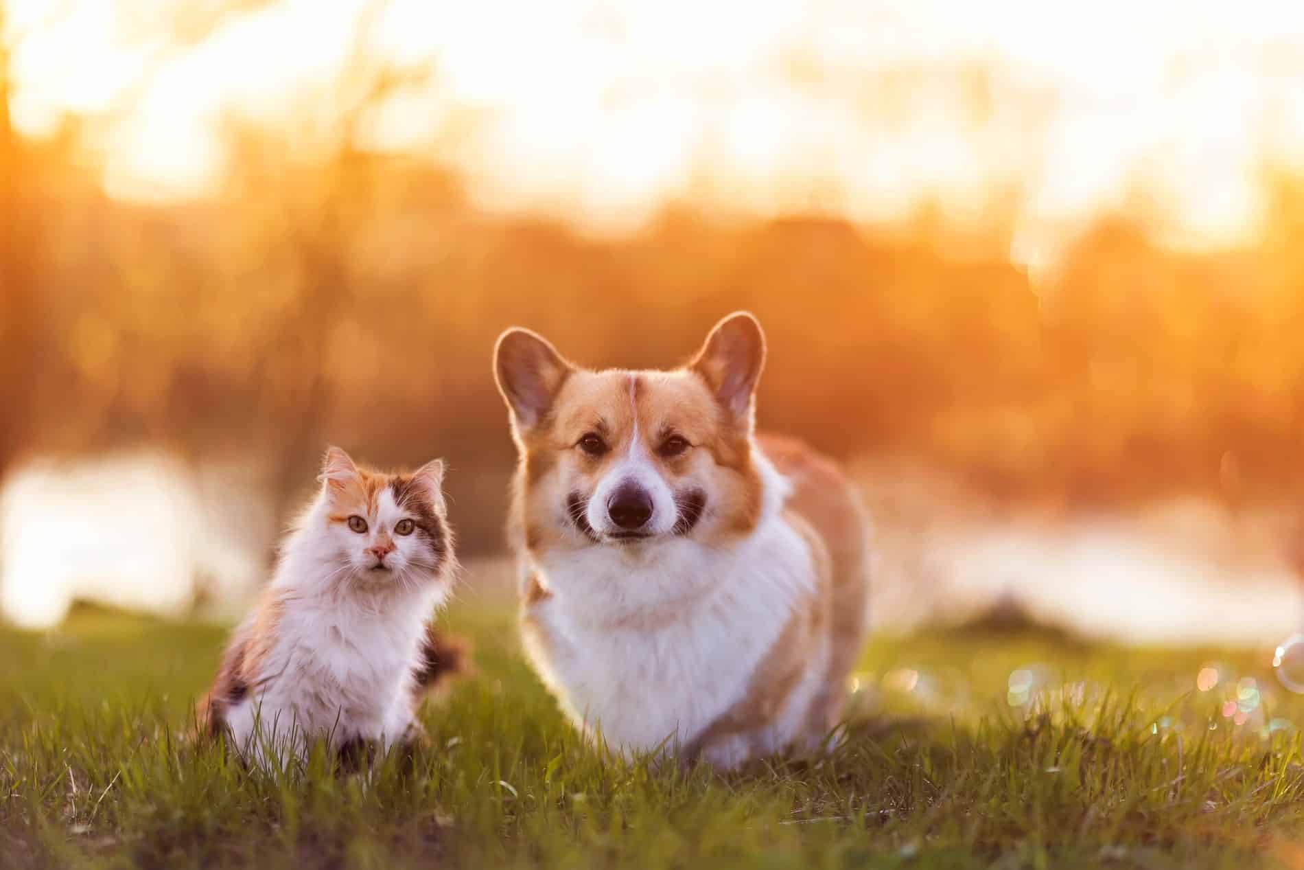 dental & surgical services for pets in Greer SC from Goldenrod Veterinary Hospital