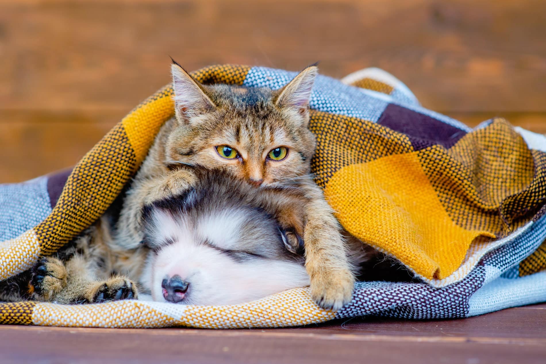chronic diesase & pain treatments for pets in Greer SC from Goldenrod Veterinary Hospital