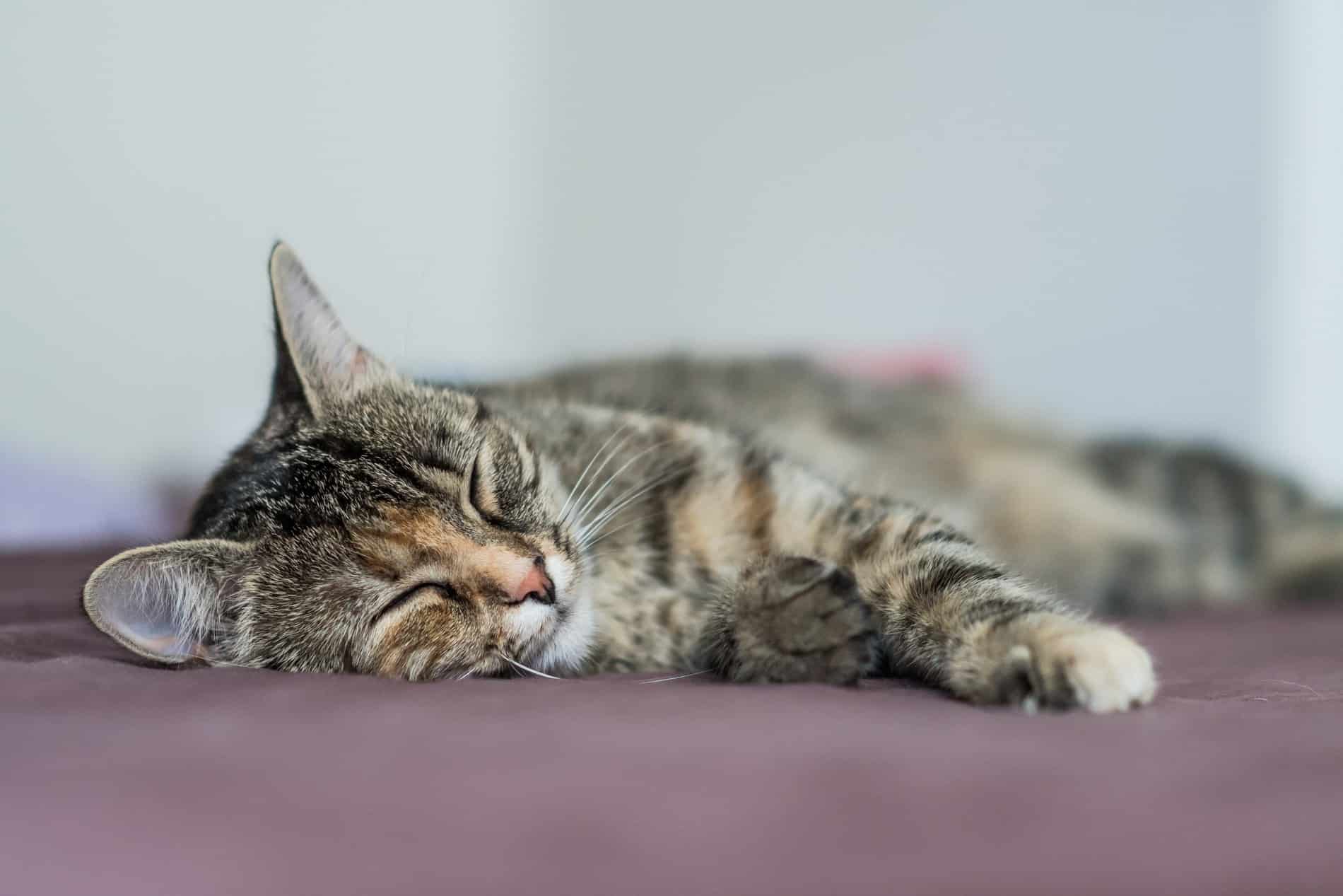 senior and end of life treatments for pets in Greer SC from Goldenrod Veterinary Hospital