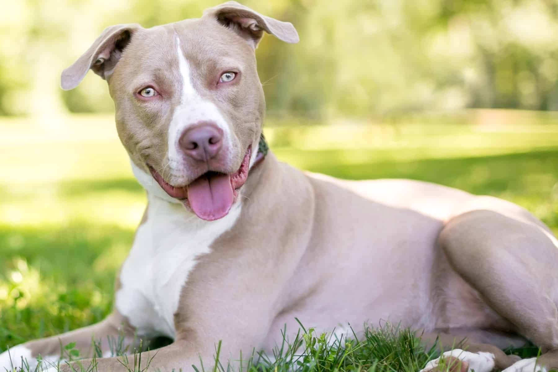 happy dog feeling protected with veterinary diagnostics from Goldenrod Veterinary Hospital in Greer SC