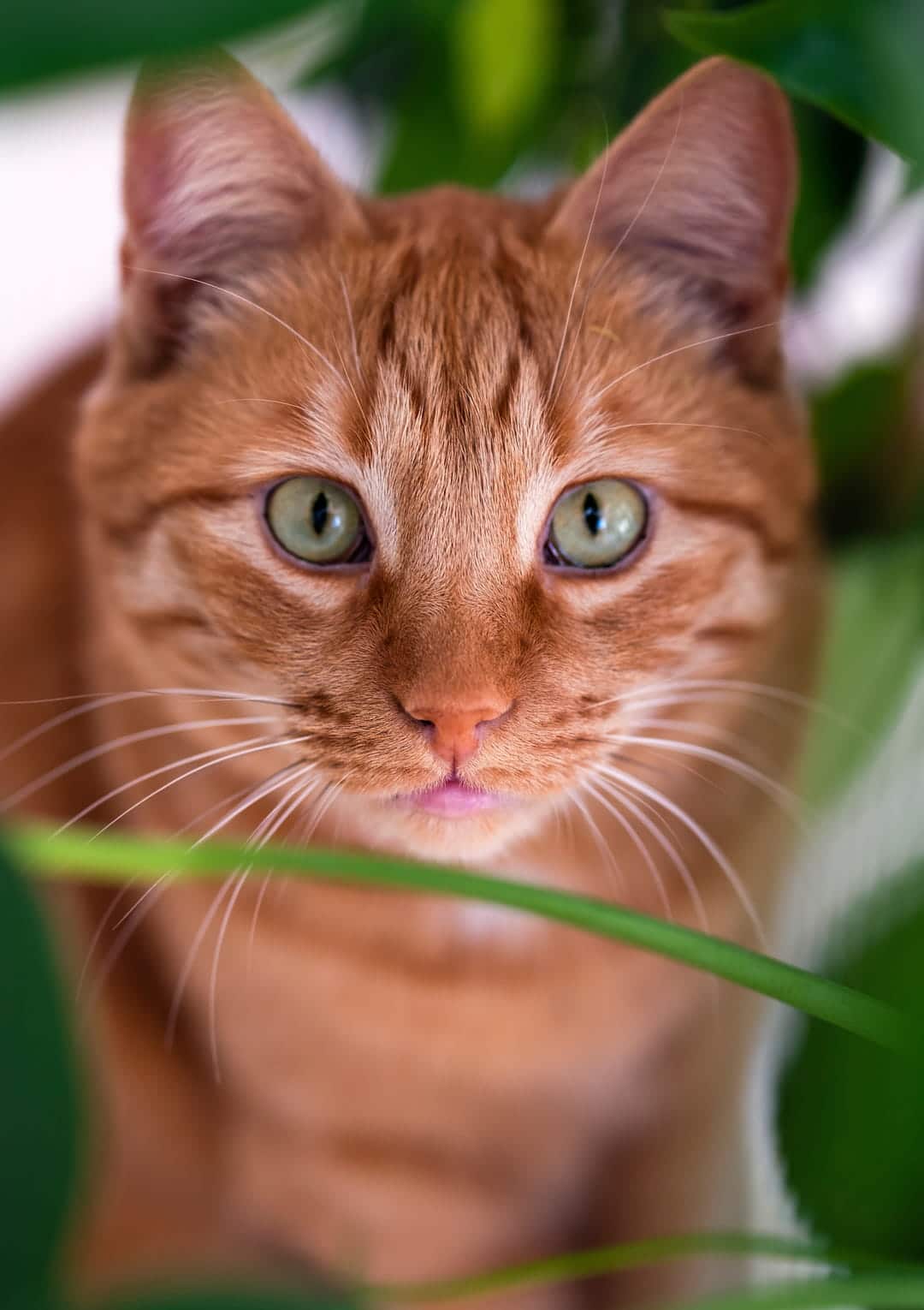 arthritis treatments for pets from Goldenrod Veterinary Hospital in Greer SC