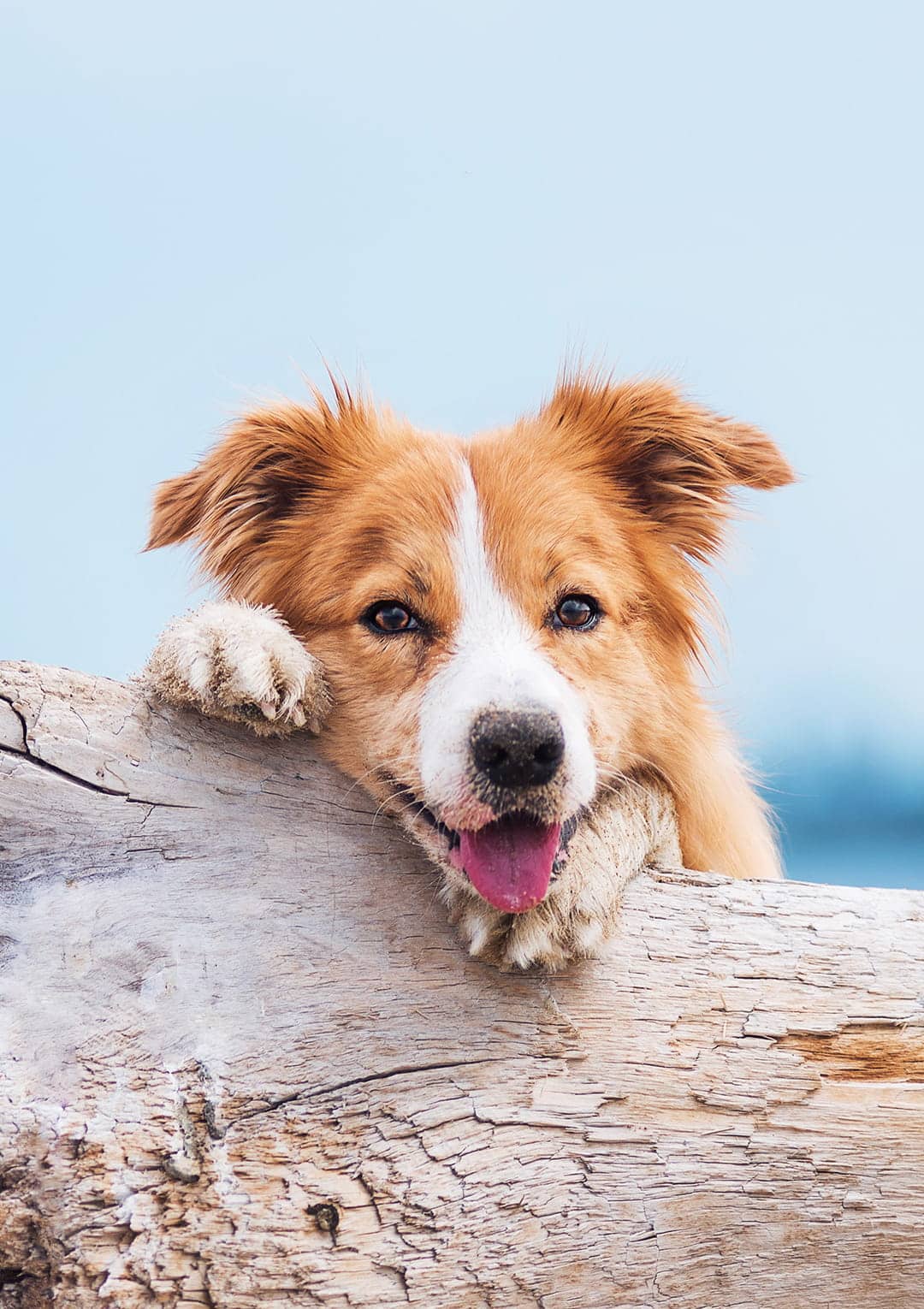 kidney disease management for pets from Goldenrod Veterinary Hospital in Greer SC