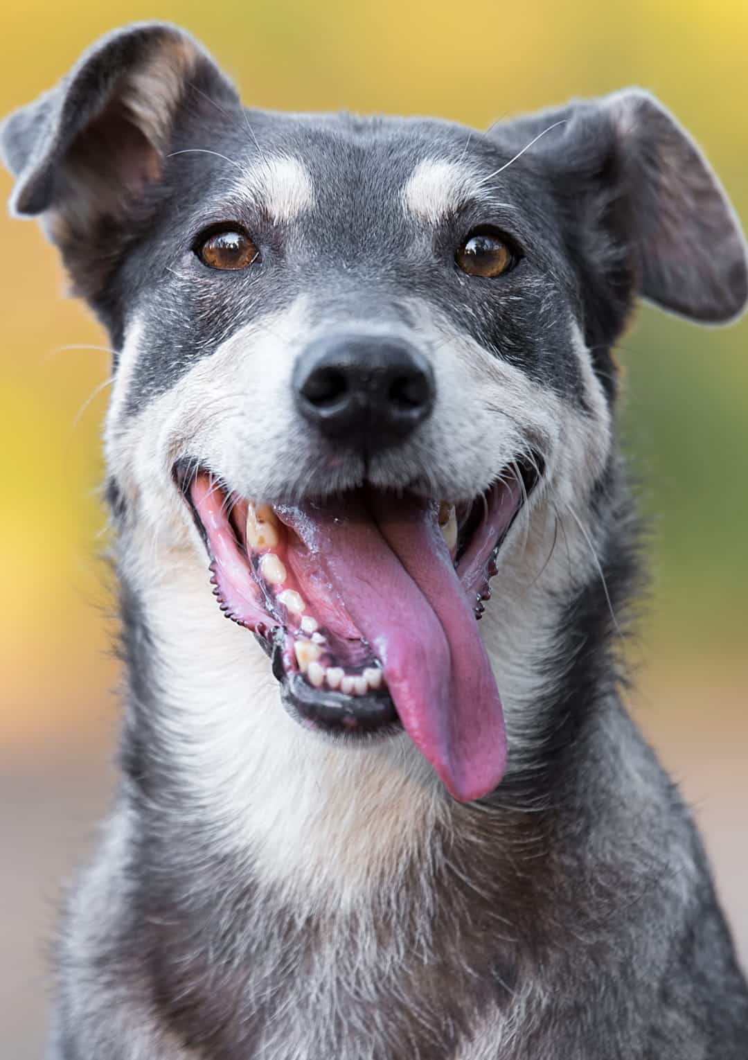 blood screenings for pets from Goldenrod Veterinary Hospital in Greer SC