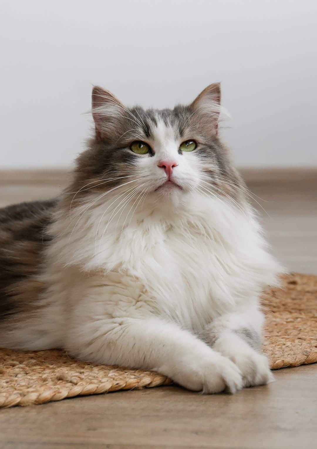 dental extractions for pets from Goldenrod Veterinary Hospital in Greer SC