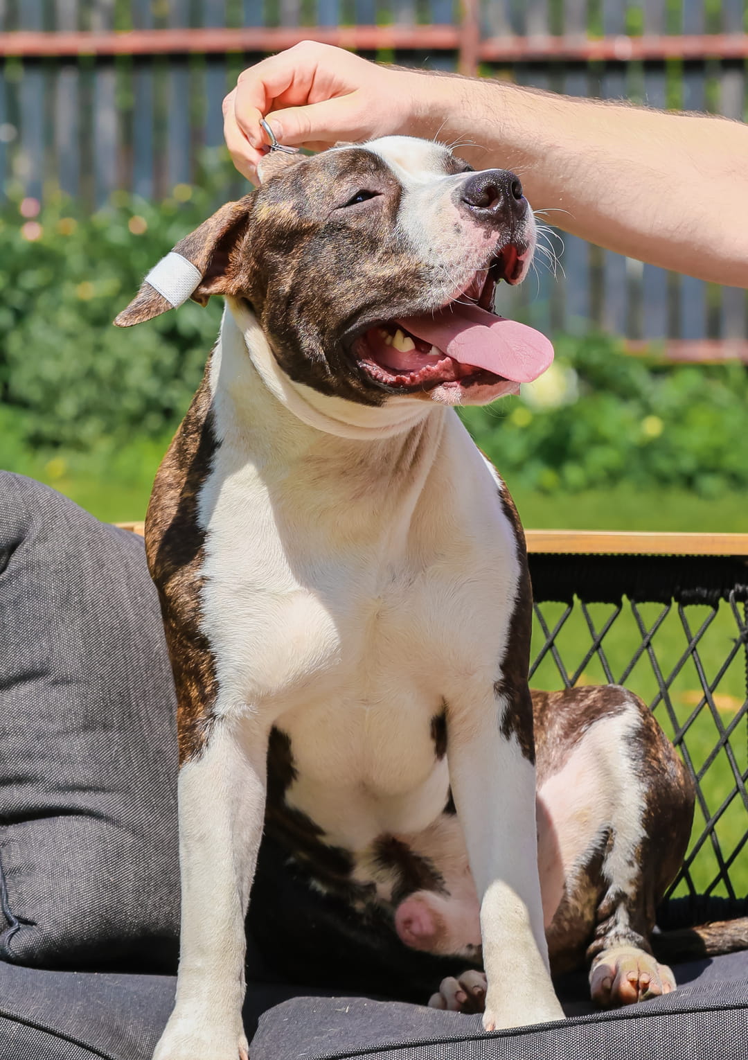 Veterinary Dental Cleanings for pets from Goldenrod Veterinary Hospital in Greer SC